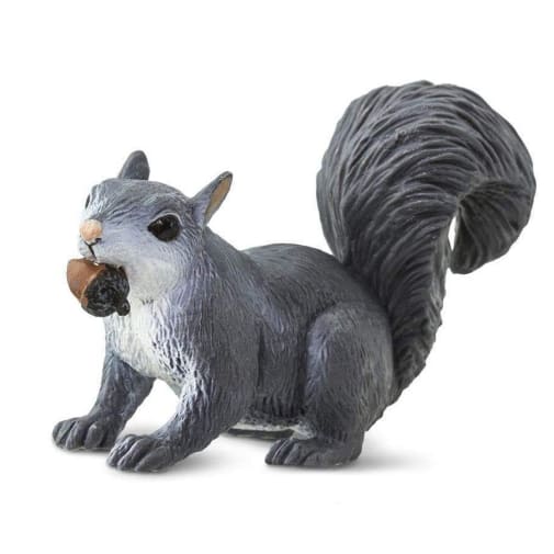 Grey Squirrel With Acorn