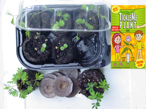 TickleMe Plant Growing Kit With Seed Packet