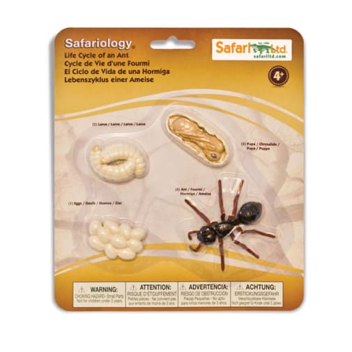 Life Cycle of an Ant (Safariology)