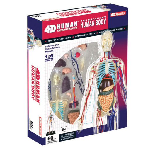 4D Transparent Human Body Anatomy Model