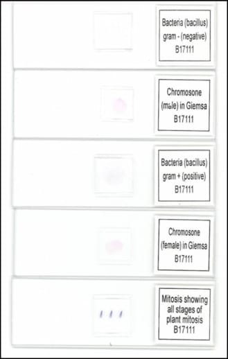 Microbiology / Genetics Prepared Slide Set