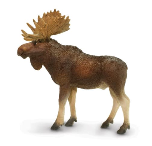 Bull Moose (North American Wildlife)