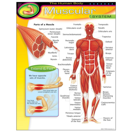 Human Body Muscular System Learning Chart