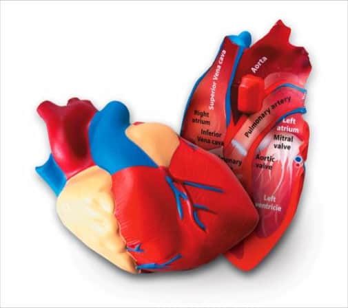 Learning Resources Human Heart Cross-Section Model
