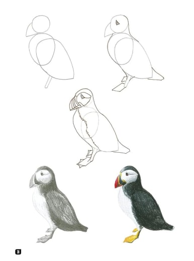 Draw 100: Animals