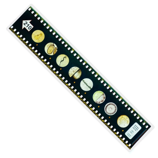 Microslide, Monocots & Dicots Set