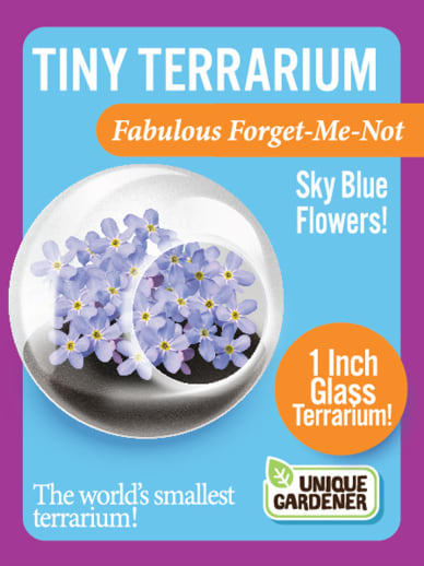 Fabulous Forget-Me-Not (Tiny Terrarium)