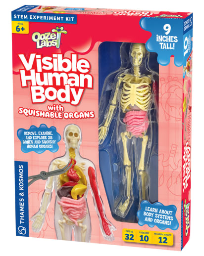 Ooze Labs: Visible Human Body with Squishable Organs