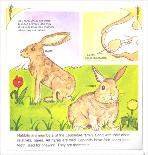 Rabbits, Rabbits More Rabbits