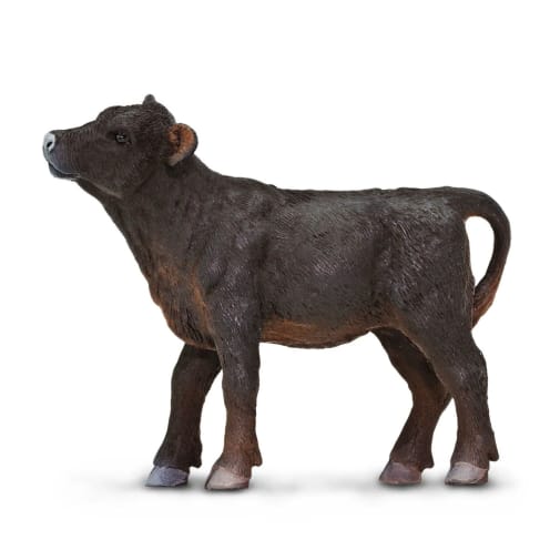 Black Angus Calf (Safari Farm)