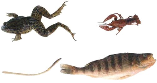 Dissection Specimens for Biology (Earthworm, Crayfish, Fish and Frog)