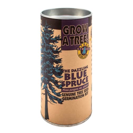 Blue Spruce Grow-A-Tree Kit