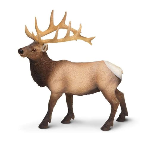 Elk Bull (North American Wildlife)