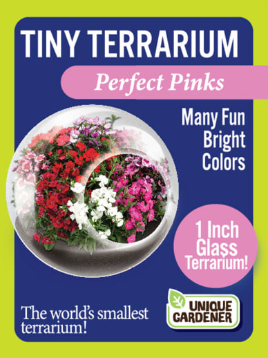 Perfect Pinks (Tiny Terrarium)