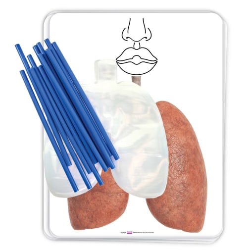 Big Breath Respiratory System Model