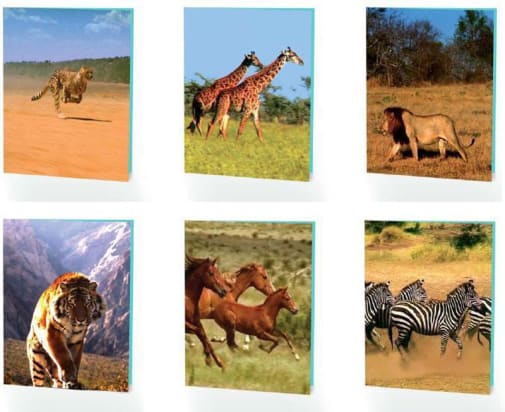 Wildlife 3D Motion Poly Portfolio (Assorted Design)