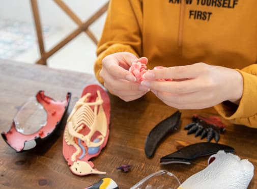 4D Vision Emperor Penguin Anatomy Model