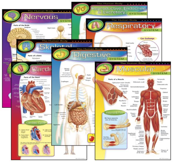 Parts of Body Chart | Laminated | 70 x 100cm | Extremely useful for Kids  Learning