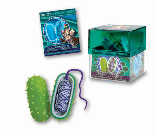 Bacteria (Cell & Microbiology Model)