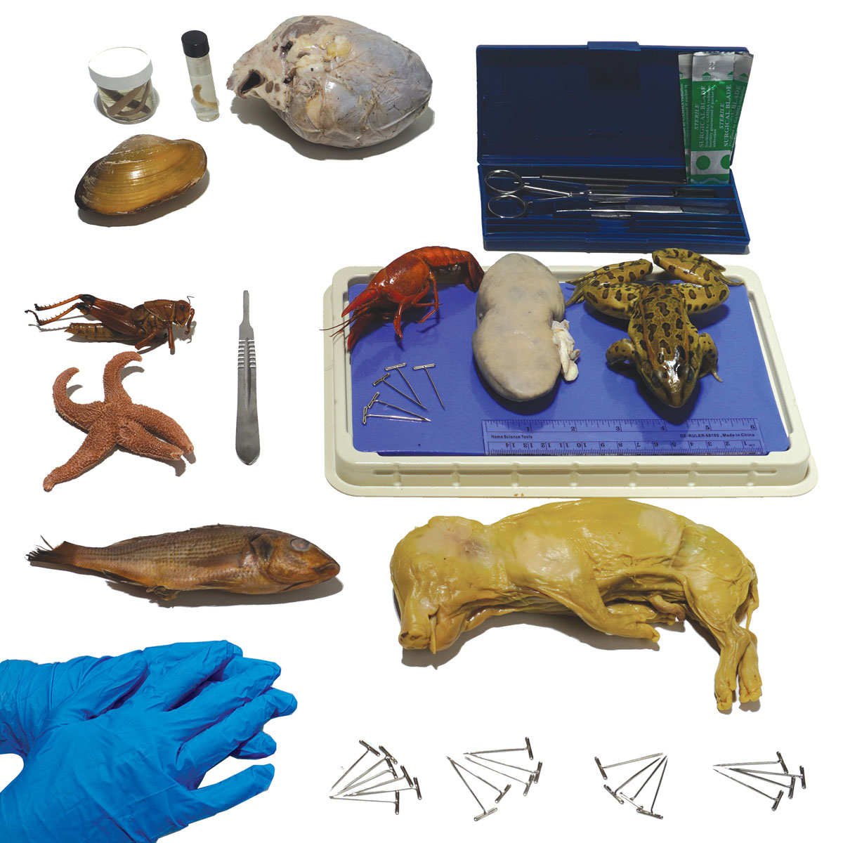 Novare General Biology Dissection Kit