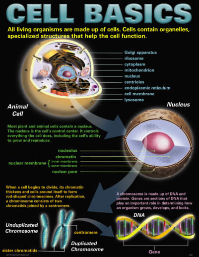 Cells Teaching Poster Set