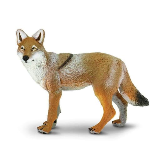 Coyote (North American Wildlife)