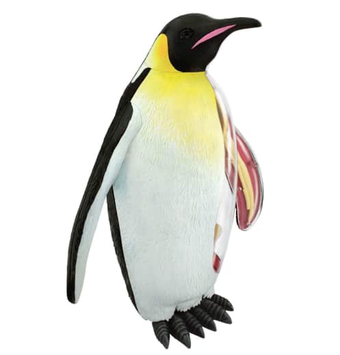 4D Vision Emperor Penguin Anatomy Model