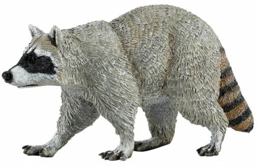 Raccoon