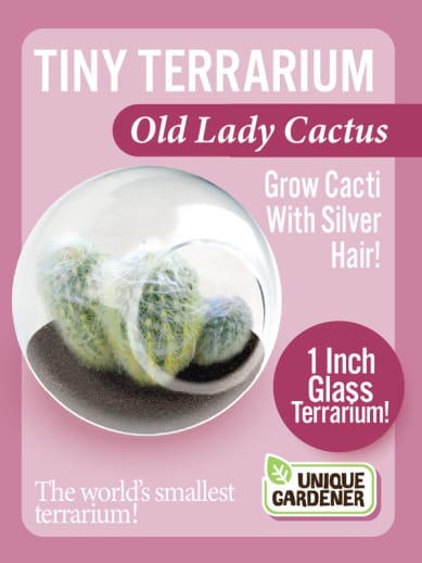 Old Lady Cactus (Tiny Terrarium)