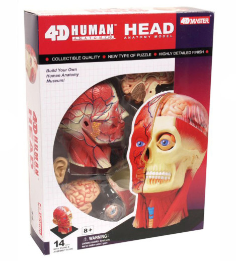 最終値下げ　4D Model Human Skull Supreme 4D Model Human Skull (FW23) - $48