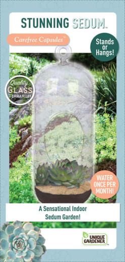 Stunning Sedum Carefree Capsule
