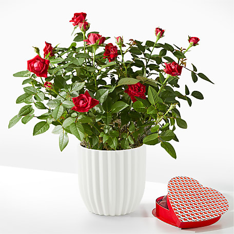 Royal Red Rose