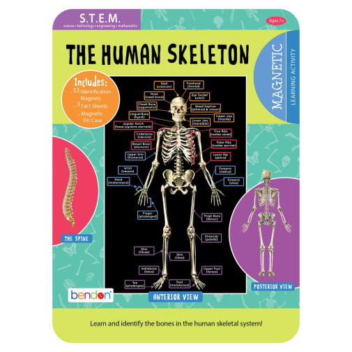 Human Skeleton Magnetic Tin