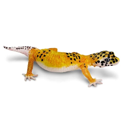 Leopard Gecko Toy Figure (Incredible Creatures)