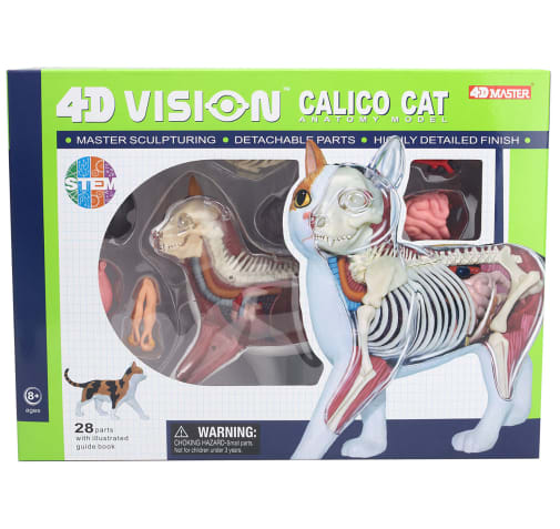4D Vision Calico Cat Anatomy Model