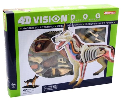 4D Dog Anatomy Model