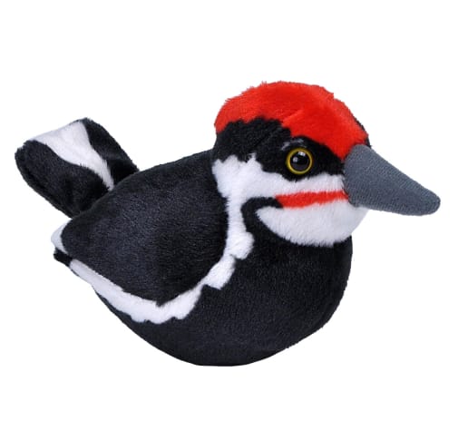 Audubon Bird: Pileated Woodpecker With Real Bird Call