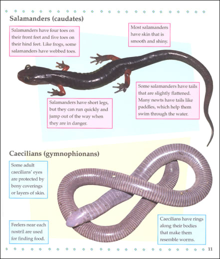 What is an Amphibian?