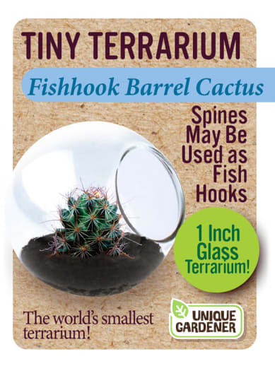 Fishhook Barrel Cactus (Tiny Terrarium)