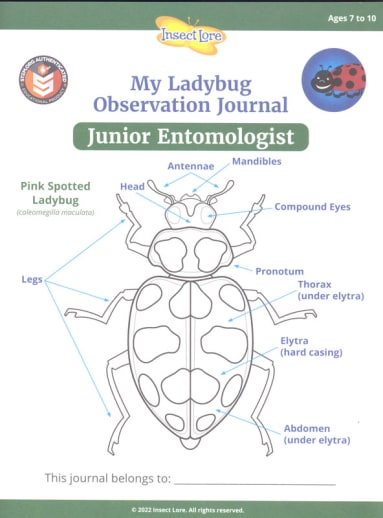 STEM Ladybug Activity Journal - Junior Entomologist