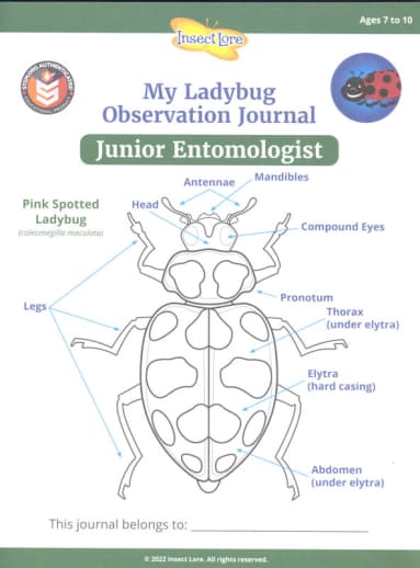 STEM Ladybug Activity Journal - Junior Entomologist