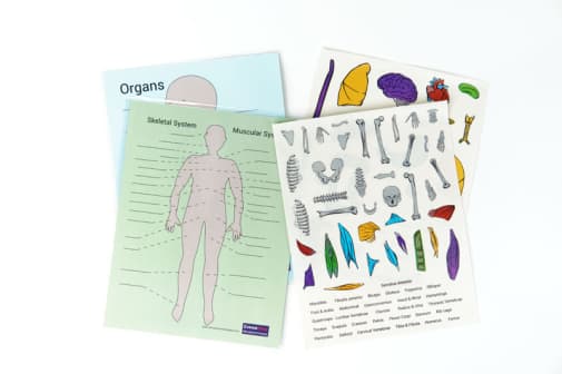 Anatomy Cling Sticker Set (single)