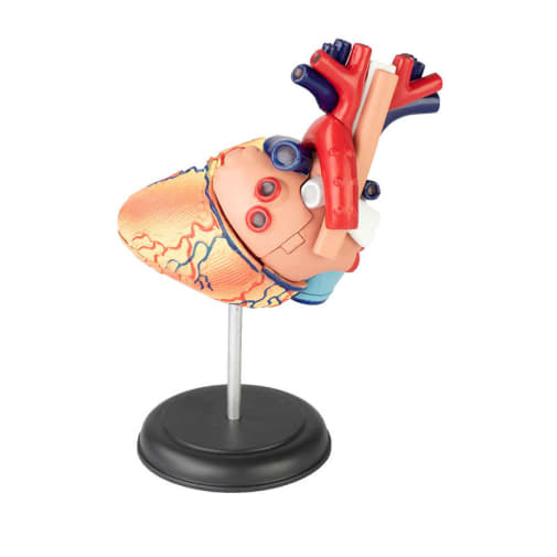 4D Heart Anatomy