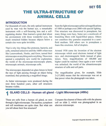 Ultrastructure of Animal Cells Microslide Set