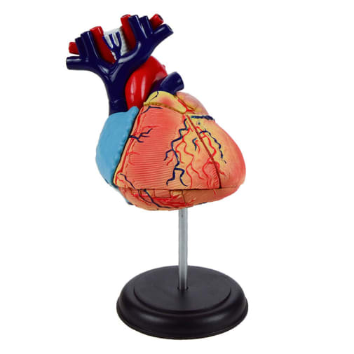 4D Heart Anatomy