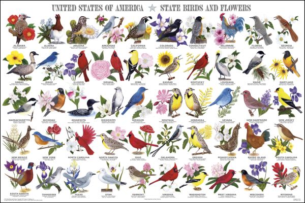 United States of America - State Birds & Flowers Poster (24" x 36")