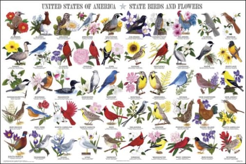 United States of America - State Birds & Flowers Poster (24" x 36")