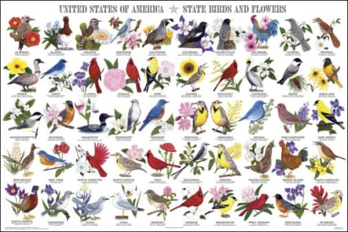 United States of America - State Birds & Flowers Poster (24" x 36")
