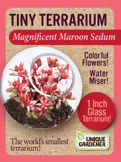Magnificent Maroon (Tiny Terrarium)