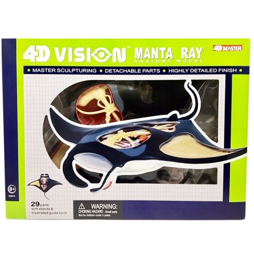 4D Vision Manta Ray Anatomy Model